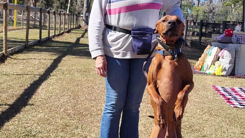 Backyard Dog Racing League - Brooksville, FL
