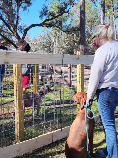 Backyard Dog Racing League - Brooksville, FL