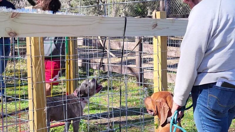 Backyard Dog Racing League - Brooksville, FL