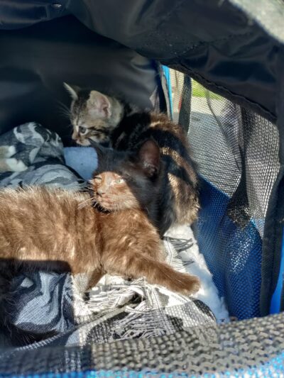 Bracken County Animal Shelter - Brooksville, KY