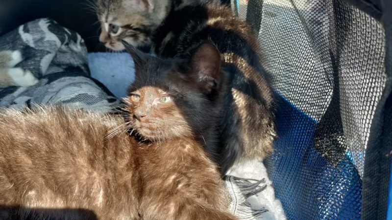 Bracken County Animal Shelter - Brooksville, KY