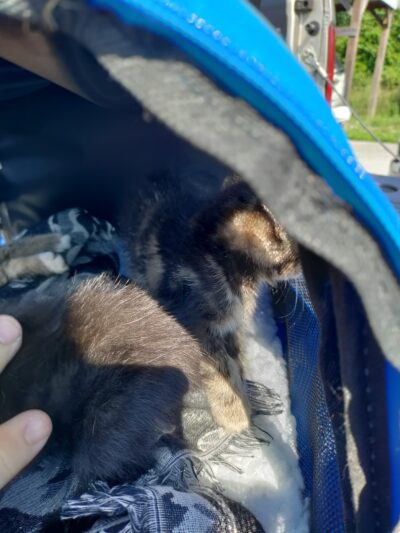 Bracken County Animal Shelter - Brooksville, KY