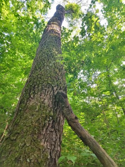 Eagle Trailhead - Brookville, IN