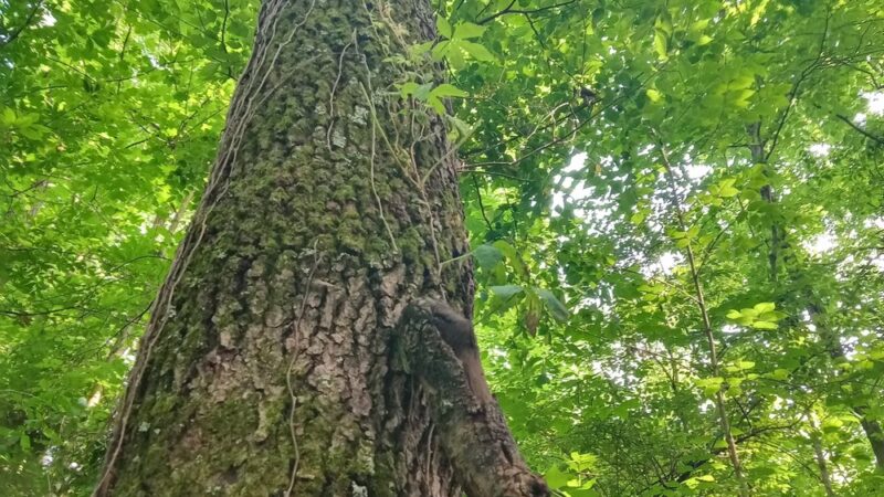 Eagle Trailhead - Brookville, IN