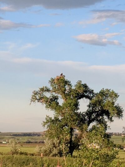 Del Corso Park - Broomfield, CO