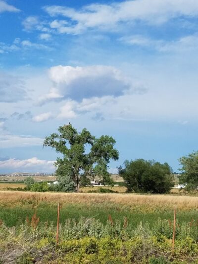 Del Corso Park - Broomfield, CO