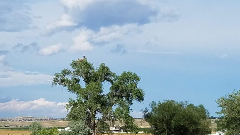 Del Corso Park - Broomfield, CO