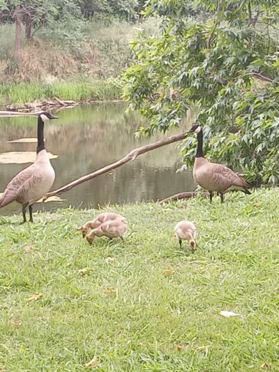 Sycamore Ranch - Browns Valley, CA