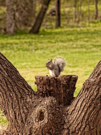 Sycamore Ranch - Browns Valley, CA