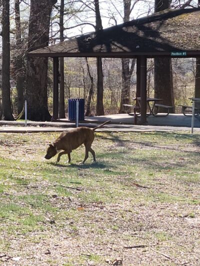 Volunteer Park - Brownsville, TN