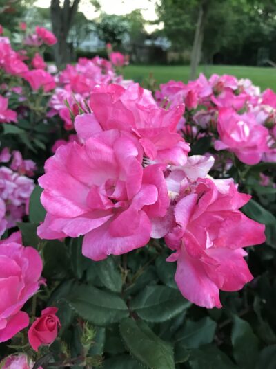 Emlen Tunnell Park - Bryn Mawr, PA