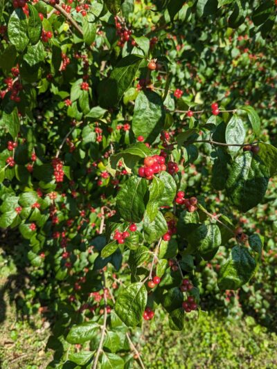 Polo Field - Bryn Mawr, PA