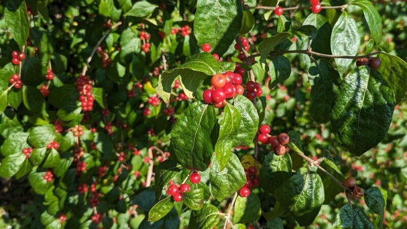 Polo Field - Bryn Mawr, PA