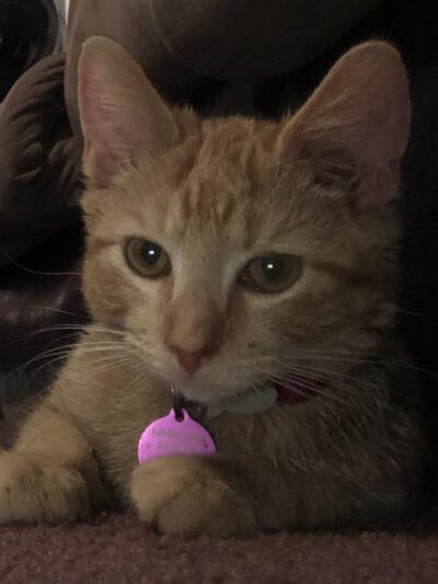Buckingham County Animal Control - Buckingham, VA
