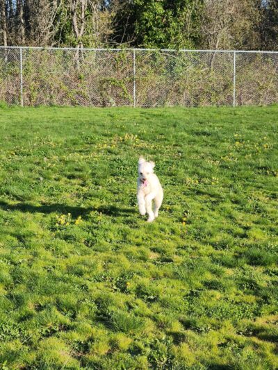 Buckley Off-Leash Area - Buckley, WA