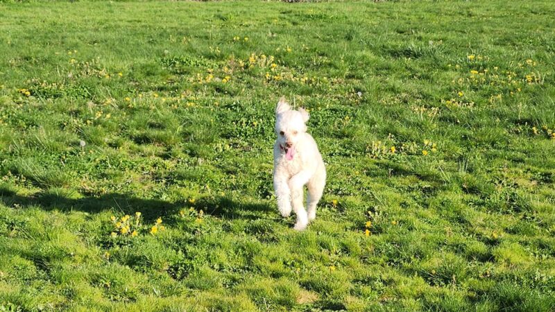 Buckley Off-Leash Area - Buckley, WA