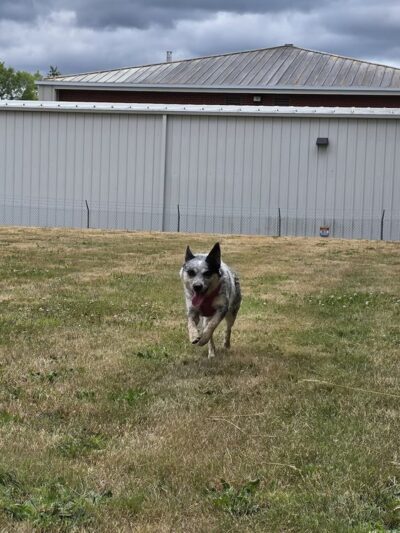 Buckley Off-Leash Area - Buckley, WA