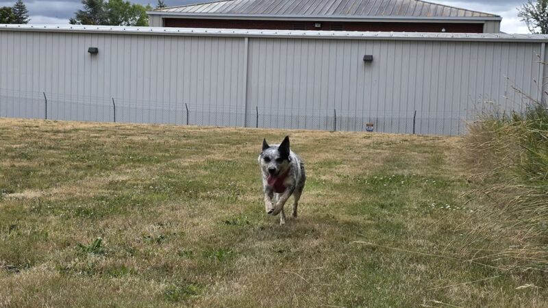 Buckley Off-Leash Area - Buckley, WA