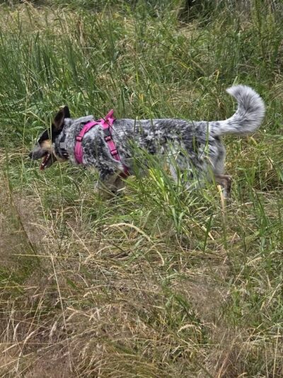 Buckley Off-Leash Area - Buckley, WA