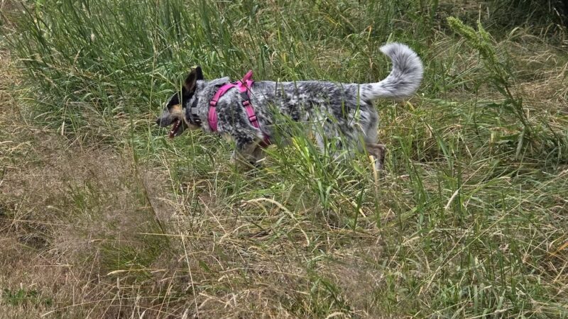 Buckley Off-Leash Area - Buckley, WA