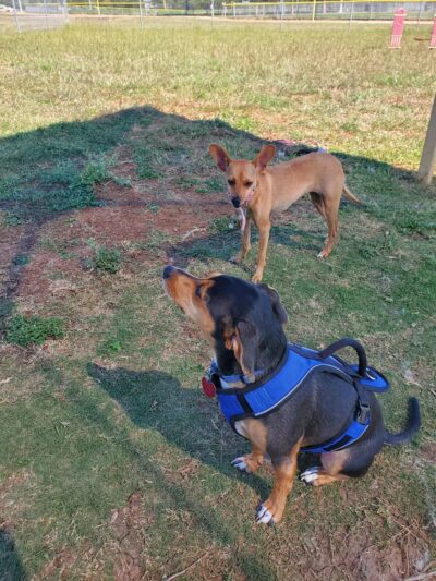 Buda Dog Park - Buda, TX