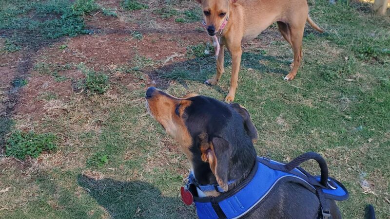 Buda Dog Park - Buda, TX