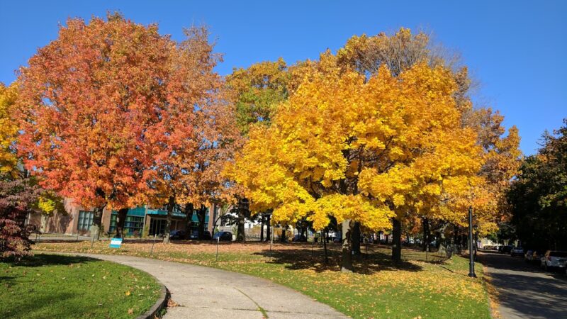 Days Park - Buffalo, NY