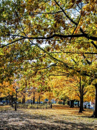 Days Park - Buffalo, NY