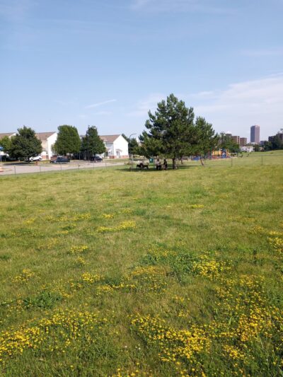 Delaware Park - Buffalo, NY