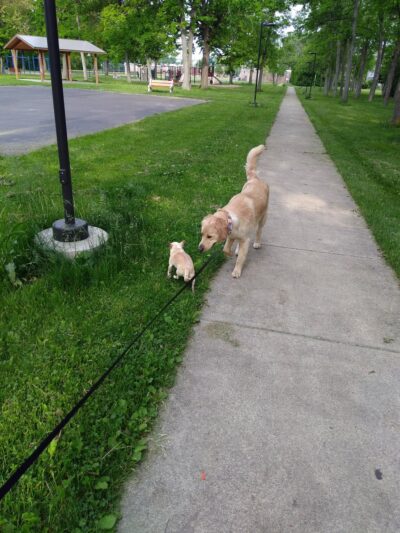 Dellwood Park - Buffalo, NY