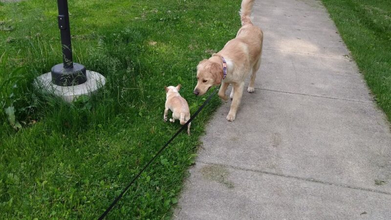 Dellwood Park - Buffalo, NY