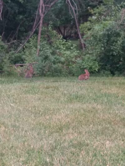 Fetto Park - Buffalo, NY