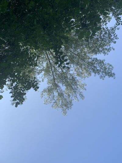 Saratoga Hill Park - Buffalo, NY