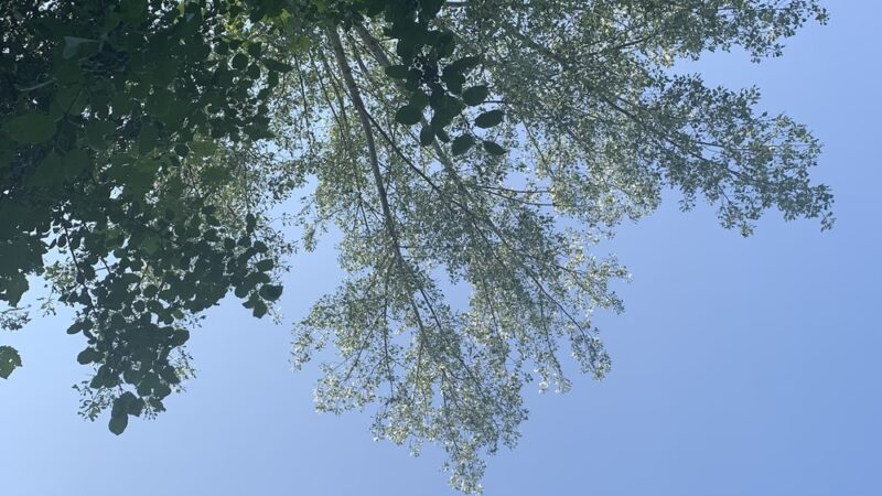 Saratoga Hill Park - Buffalo, NY