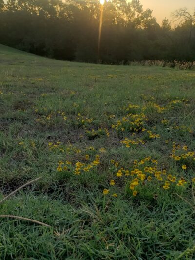 Shelley Pate Park - Buffalo, TX