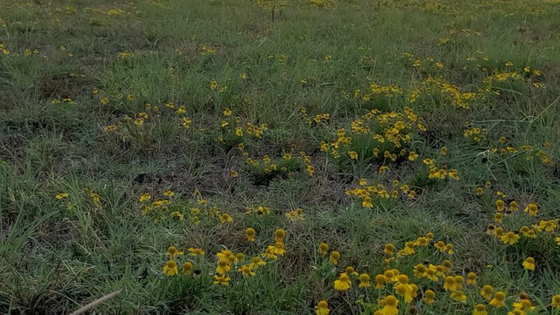Shelley Pate Park - Buffalo, TX