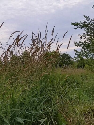 Boone Creek Conservation Area - Bull Valley, IL
