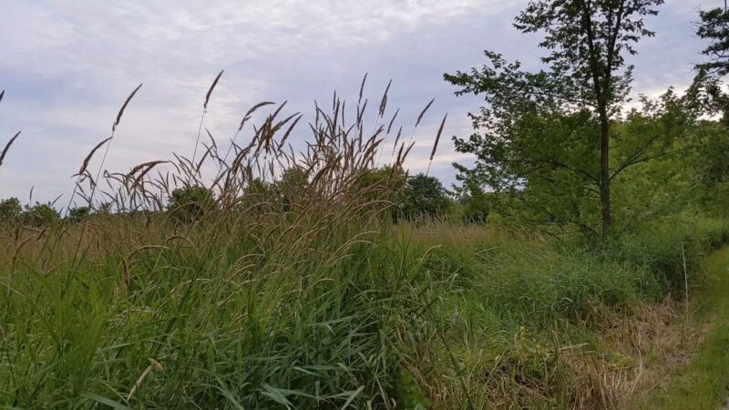 Boone Creek Conservation Area - Bull Valley, IL