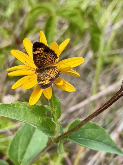 Boone Creek Conservation Area - Bull Valley, IL