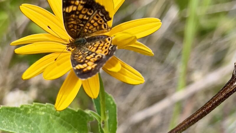 Boone Creek Conservation Area - Bull Valley, IL