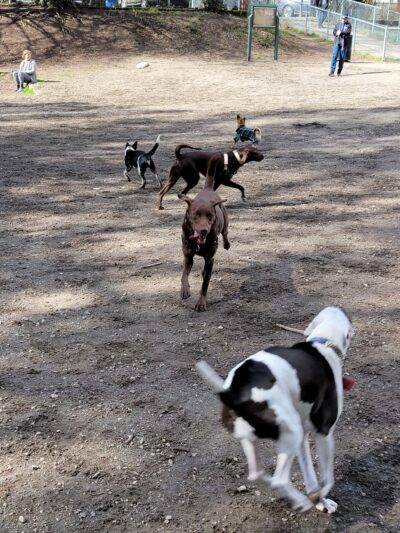 Burien Off Leash Dog Park - Burien, WA