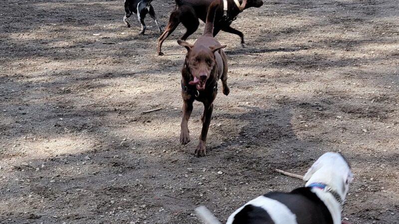 Burien Off Leash Dog Park - Burien, WA