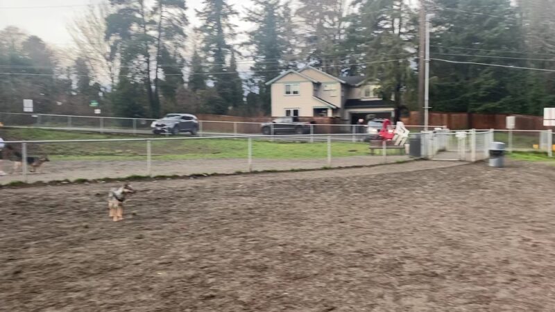 Burien Off Leash Dog Park - Burien, WA