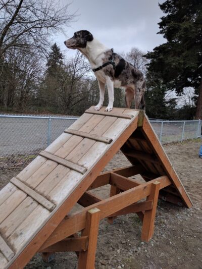 Burien Off Leash Dog Park - Burien, WA