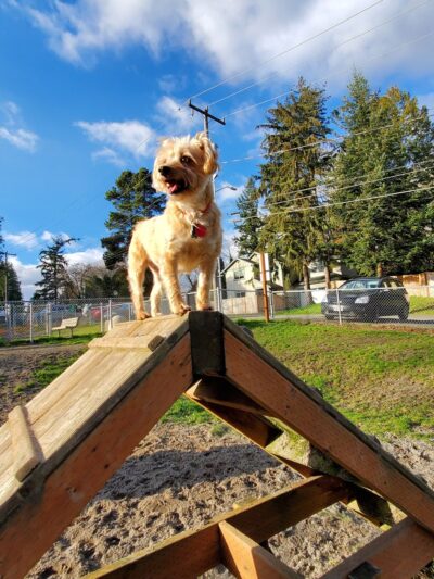 Burien Off Leash Dog Park - Burien, WA