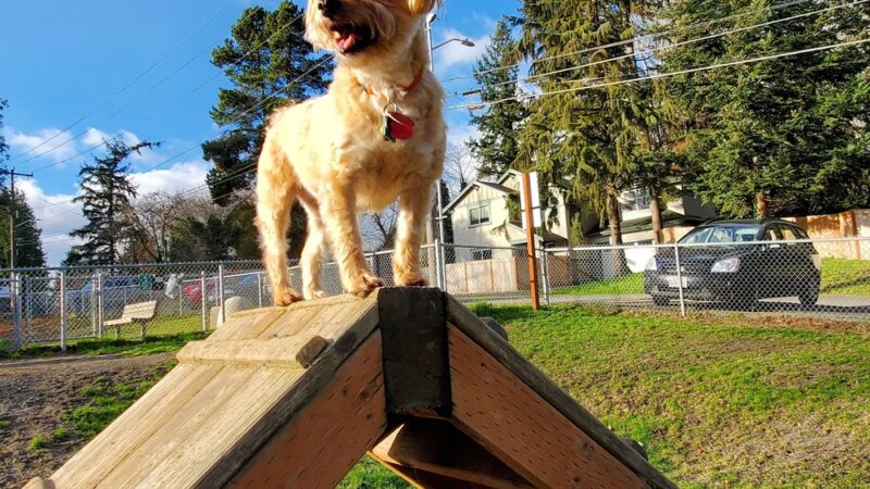 Burien Off Leash Dog Park - Burien, WA