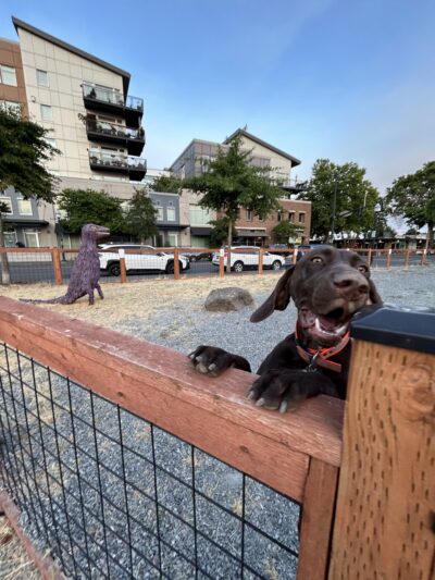 Burien Small Dog Park - Burien, WA