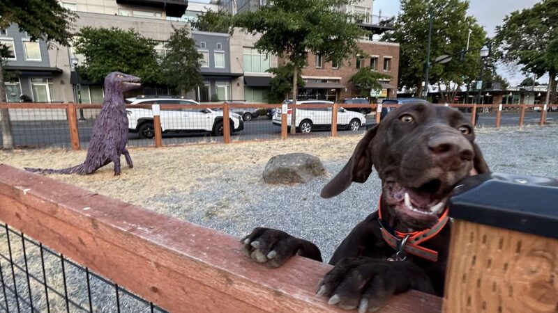 Burien Small Dog Park - Burien, WA