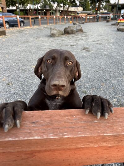 Burien Small Dog Park - Burien, WA