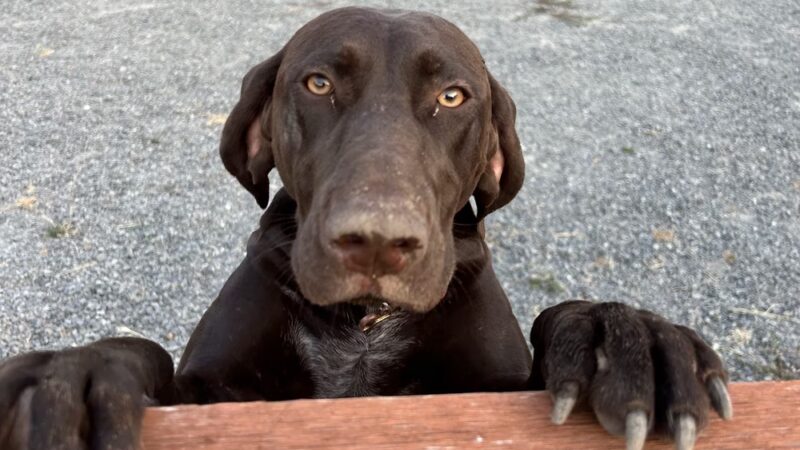 Burien Small Dog Park - Burien, WA